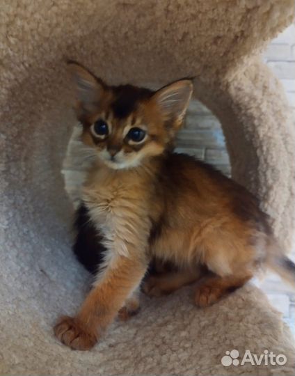 Котята Сомали