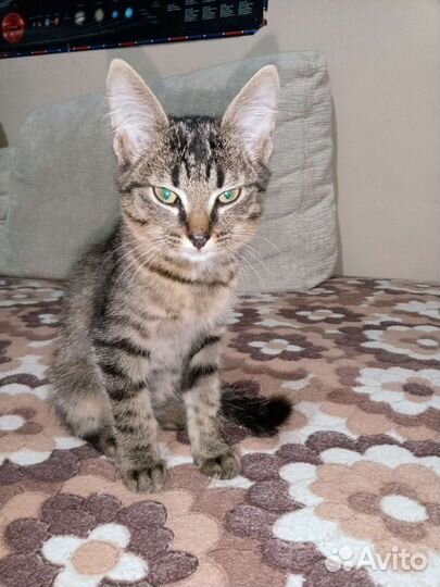 Котёнок мальчик