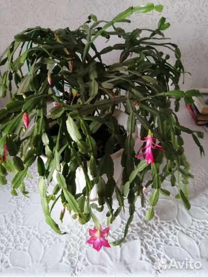 Декабрист шлюмбергера