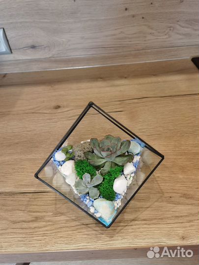 Флорариум «Куб» с живыми растениями (суккулентами)