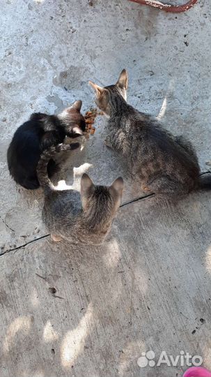 Котята в добрые руки