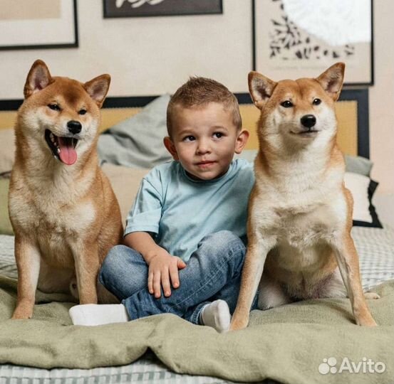 Собака для фотосессии