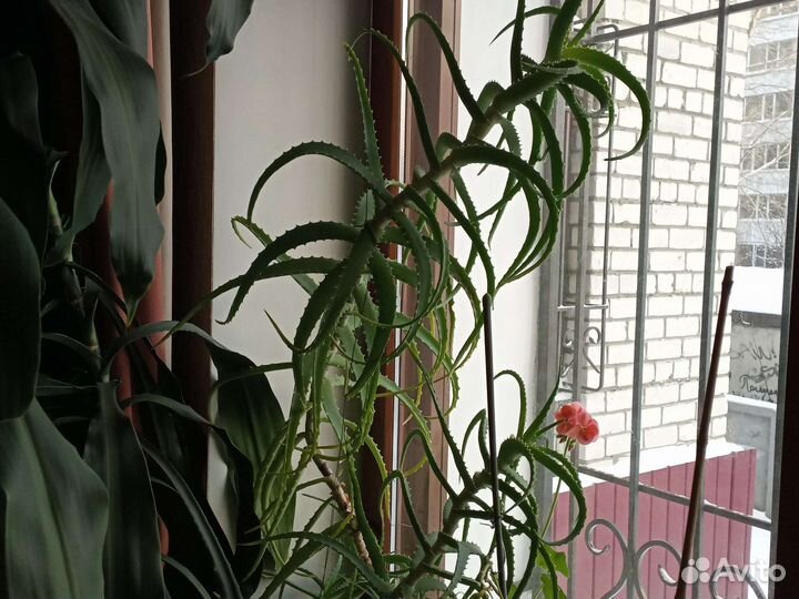 Комнатные цветы алоэ, отросток Строманты