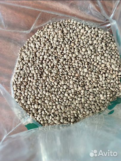 Элитны семена красной чечевицы