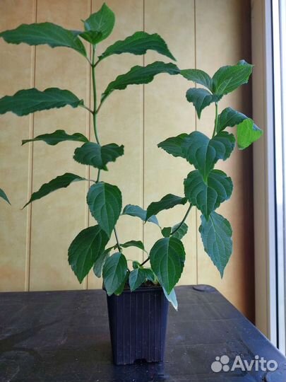 Гортензия метельчатая Полар Бир