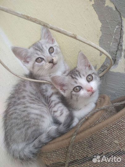 Кошка в дар