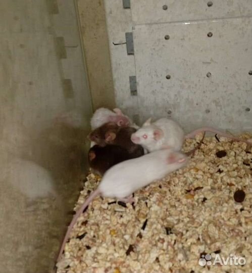 Мыши живые белые и цветные