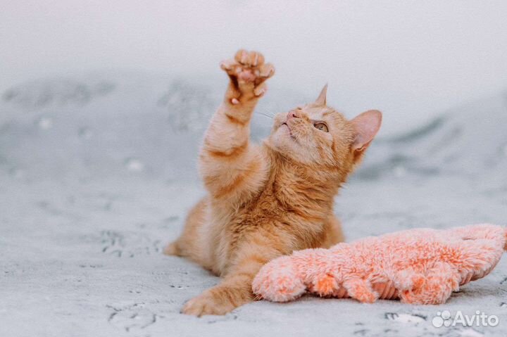 Кот в добрые руки