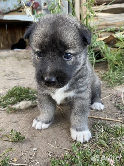 Щенки в добрые руки