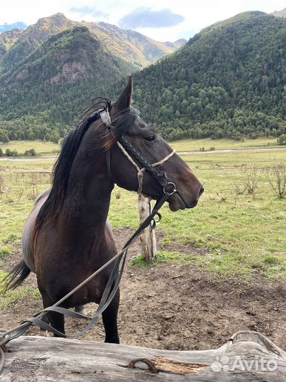 Карачаевский жеребец