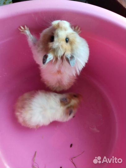 Сирийский хомяк мальчик