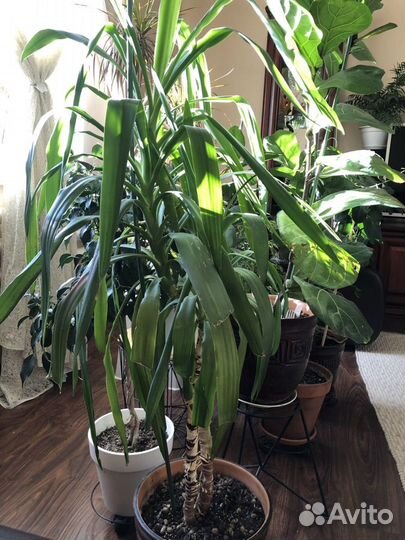 Пальма юкка