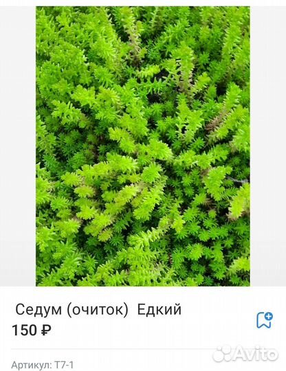 Очиток / седум