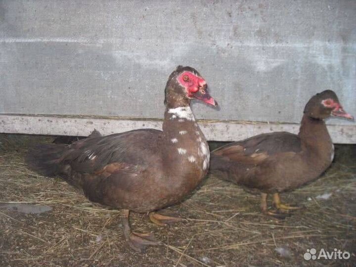 Мускусная индоутка