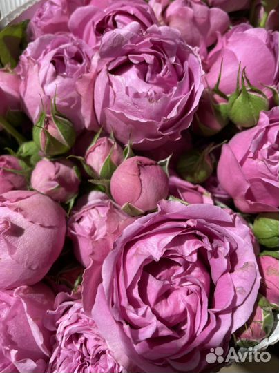 Кустовая пионовидная роза