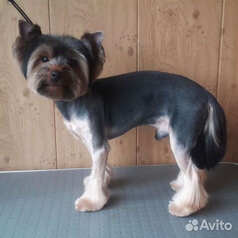 Стрижка собак, кошек, груминг, экспресс линька