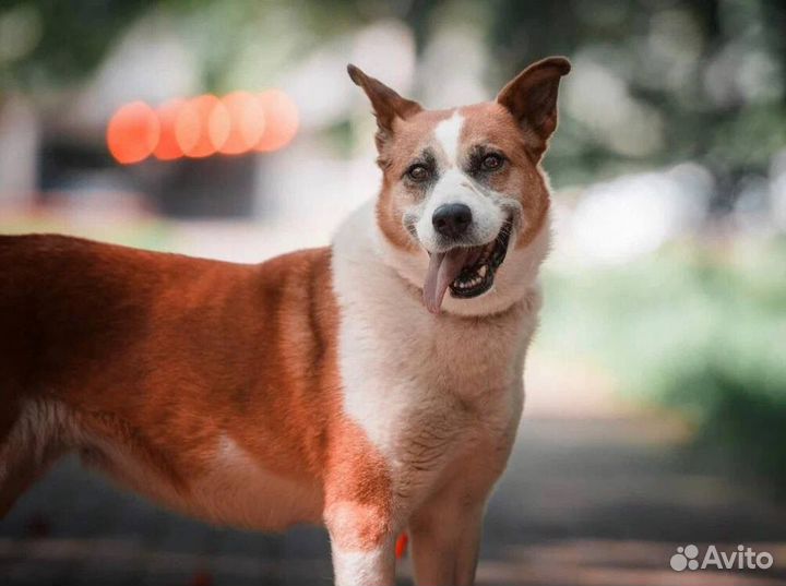 Собака в добрые руки