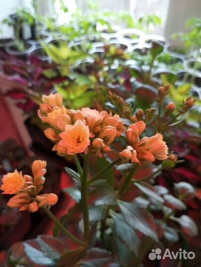 Каланхоэ срез