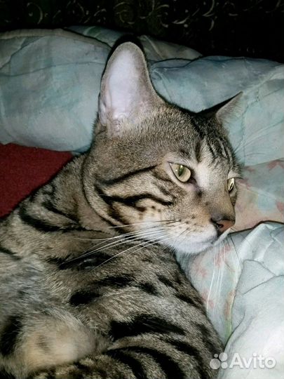 Бенгальская