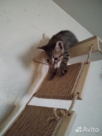Котик 1,5 мес в дар