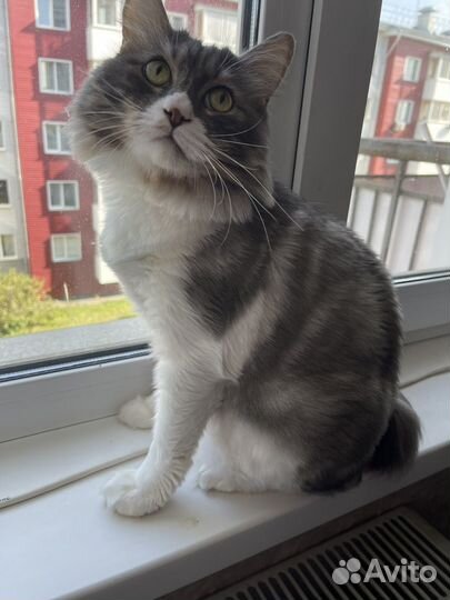 Кошка в дар бесплатно