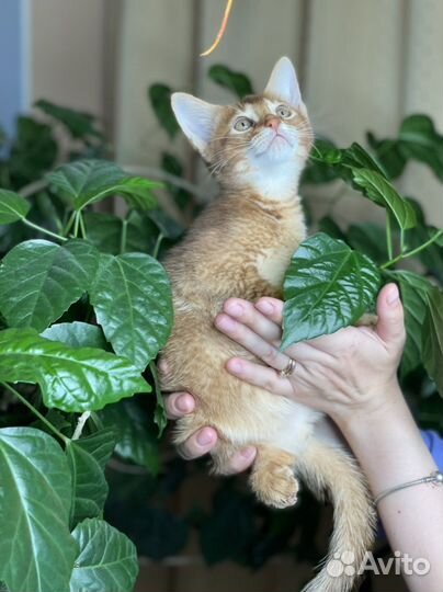 Абикун крупный