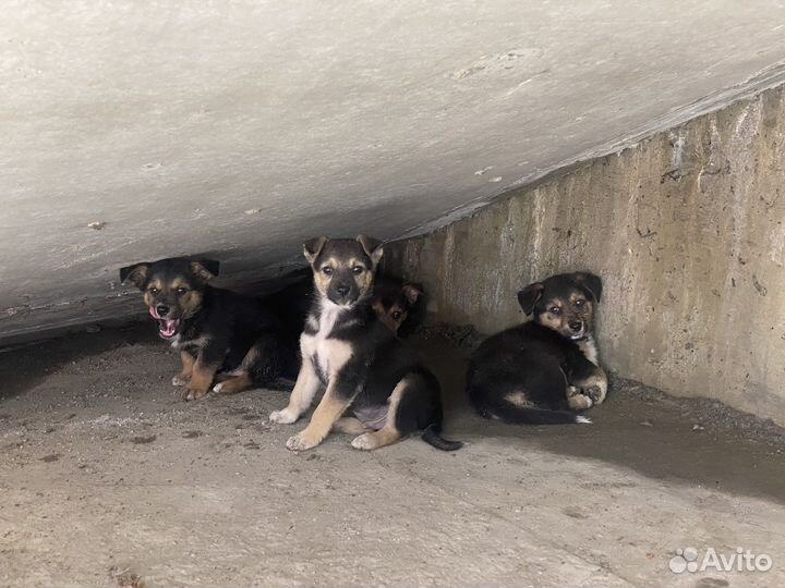 Щенки немецкой овчарки