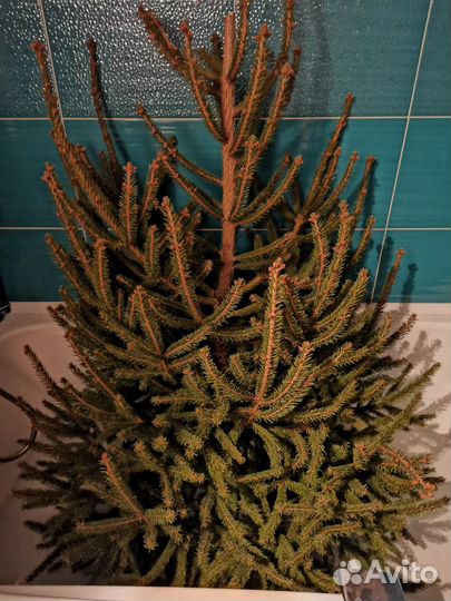 Ель натуральная русская 120 см