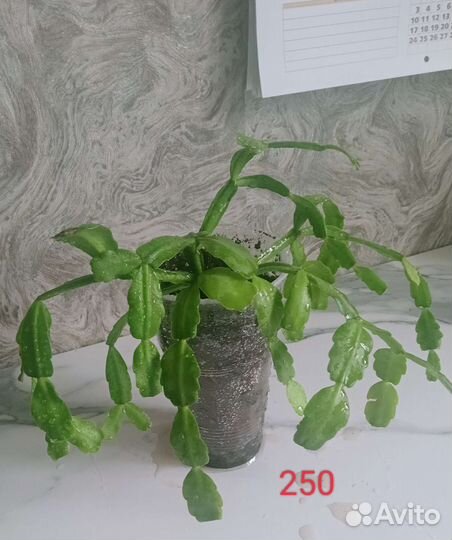 Цветок декабрист