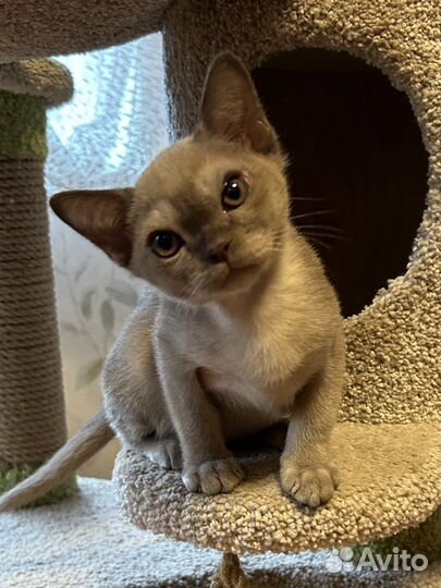 Европейская бурма