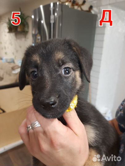 Отдам в добрые руки