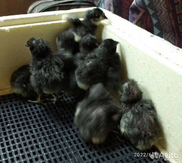 Яйцо инкубационное