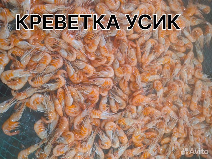 Креветка усик отварная крупная