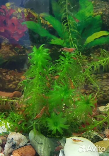 Улитки мелании, роголистник, валлиснерия, элодея