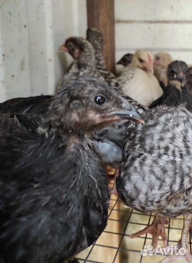 Цыплята подрощенные