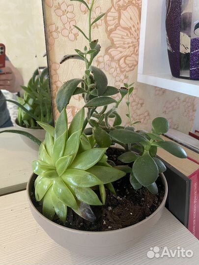 Суккуленты