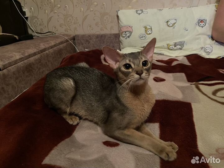 Абиссинский кот