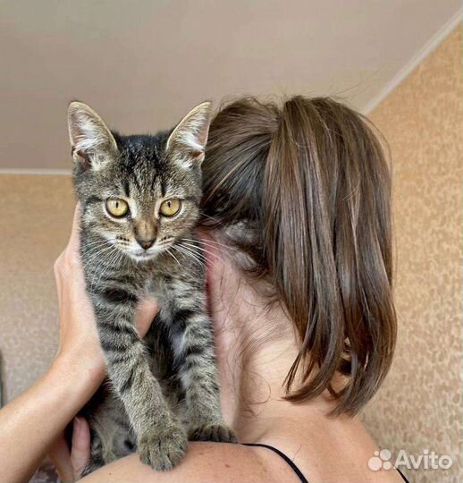 Харизматичный Макс особенный котенок