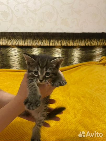 Отдам котят