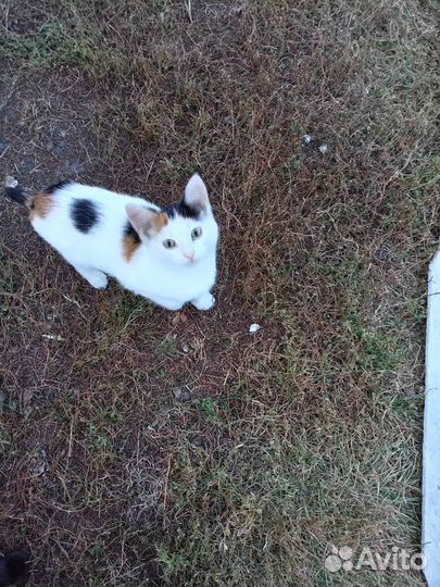 Кошка 3 мес