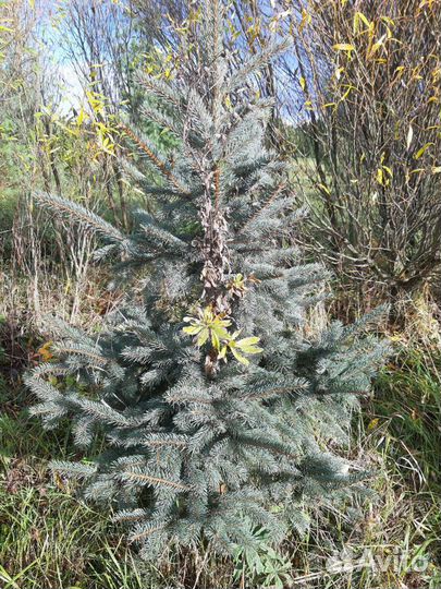 Саженцы живой изгороди