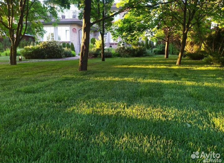 Рулонный газон под ключ