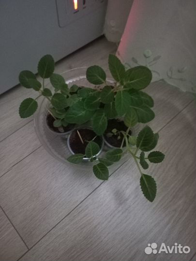 Набор деток глоксиний из 5 шт