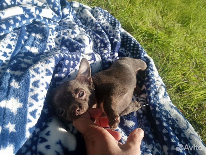 Чихуахуа лиловый мальчик