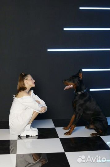 Собака для фотосессии