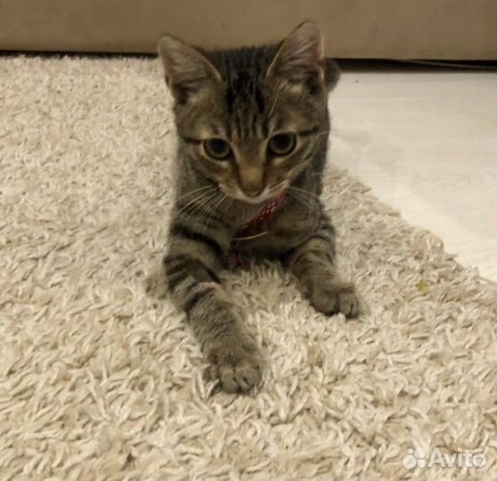 Котёнок мальчик