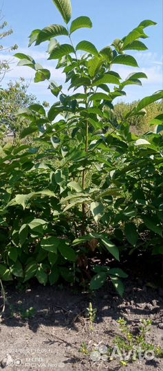 Продам грецкий орех и саженцы грецкого ореха