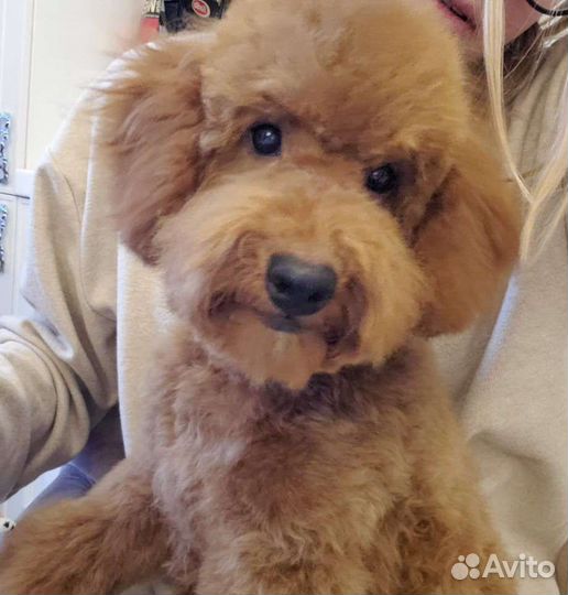 Медвежонок Тедди. Ши-пу. Красный Тедди