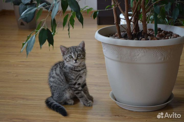 Кошечка ищет дом