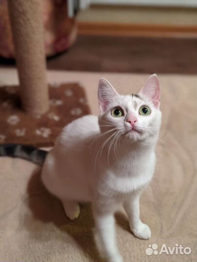 Красивая котейка совершенно бесплатно)